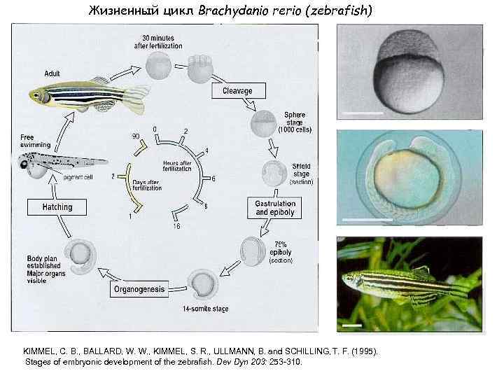 Жизненный цикл Brachydanio rerio (zebrafish) KIMMEL, C. B. , BALLARD, W. W. , KIMMEL,