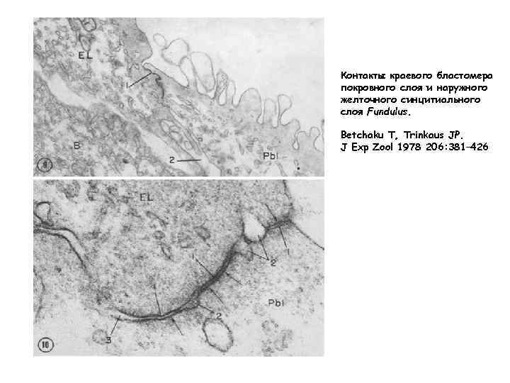 Контакты краевого бластомера покровного слоя и наружного желточного синцитиального слоя Fundulus. Betchaku T, Trinkaus