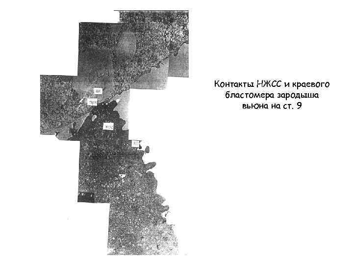 Контакты НЖСС и краевого бластомера зародыша вьюна на ст. 9 