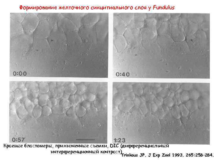 Формирование желточного синцитиального слоя у Fundulus Краевые бластомеры, прижизненные съемки, DIC (дифференциальный интерференционный контраст)