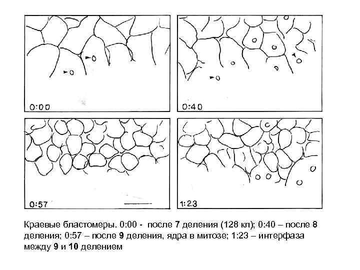 Краевые бластомеры. 0: 00 - после 7 деления (128 кл); 0: 40 – после