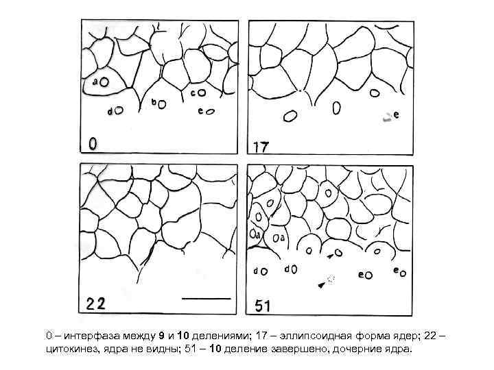 0 – интерфаза между 9 и 10 делениями; 17 – эллипсоидная форма ядер; 22