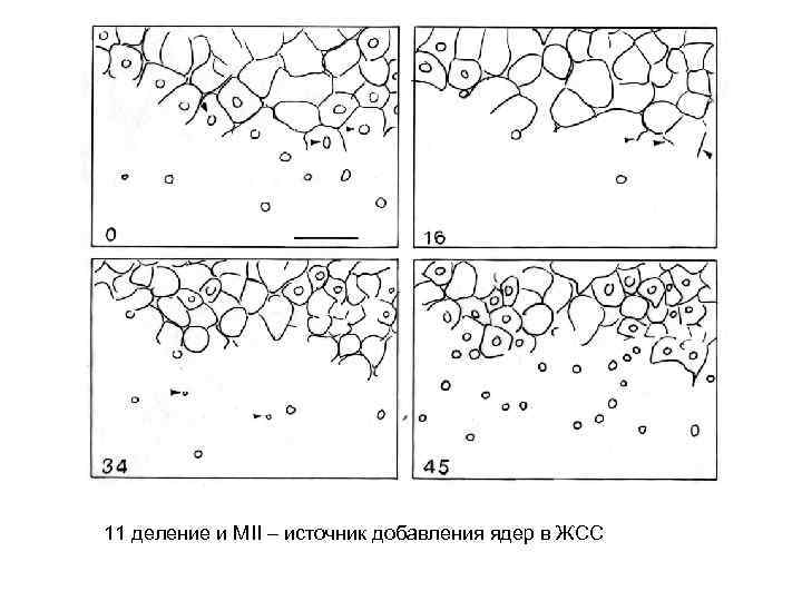 11 деление и МII – источник добавления ядер в ЖСС 