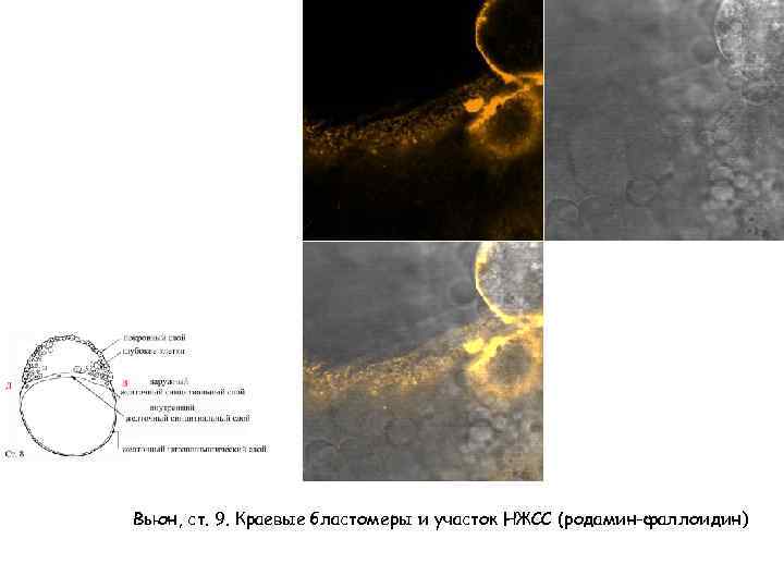 Вьюн, ст. 9. Краевые бластомеры и участок НЖСС (родамин-фаллоидин) 
