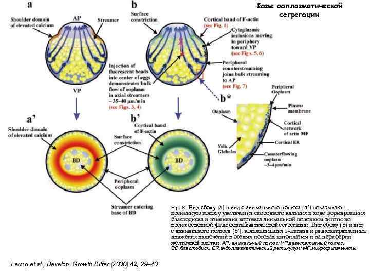 Фазы ооплазматической сегрегации Вид сбоку (a) и вид с анимального полюса (a’) показывают временную