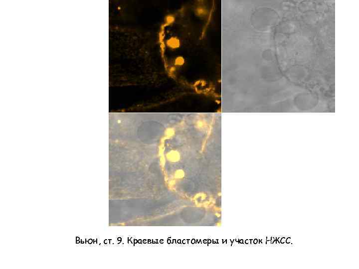 Вьюн, ст. 9. Краевые бластомеры и участок НЖСС. 