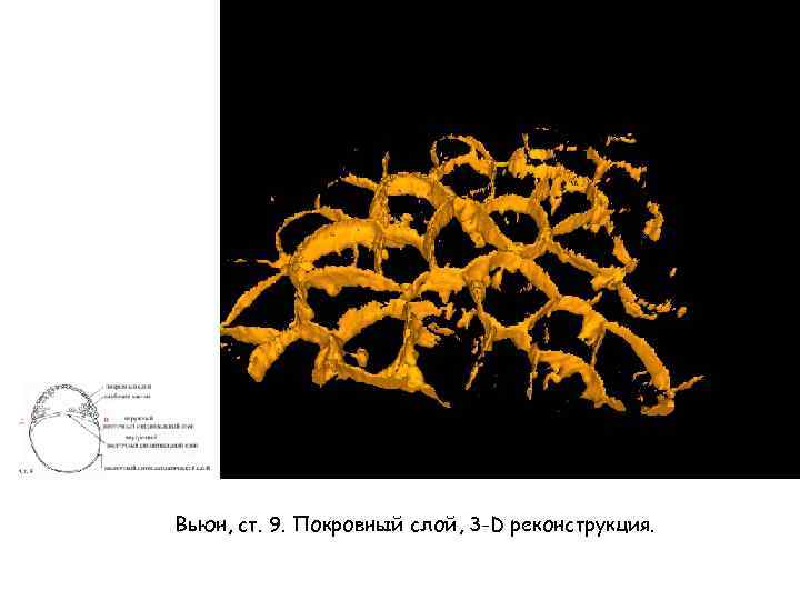 Вьюн, ст. 9. Покровный слой, 3 -D реконструкция. 