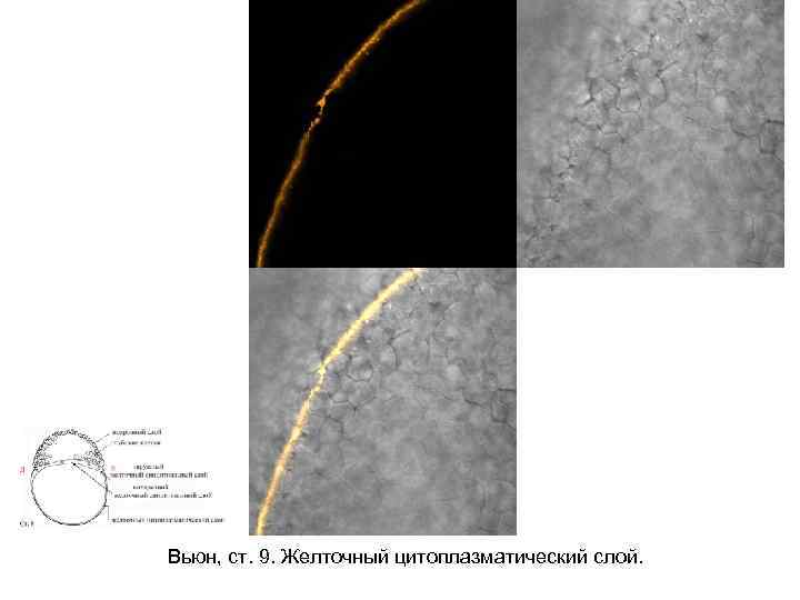 Вьюн, ст. 9. Желточный цитоплазматический слой. 