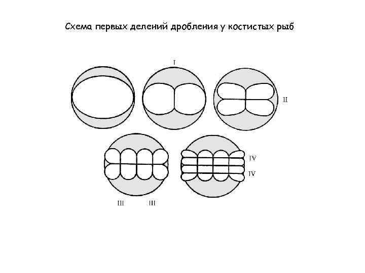 Схема первых делений дробления у костистых рыб 