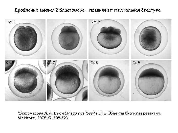 Дробление вьюна: 2 бластомера – поздняя эпителиальная бластула Ст. 1 Ст. 5 Ст. 2