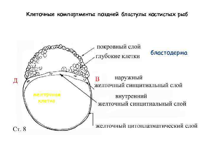 Клеточные компартменты поздней бластулы костистых рыб бластодерма желточная клетка 