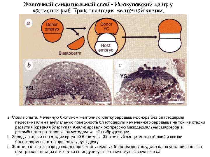 Карта презумптивных зачатков птиц