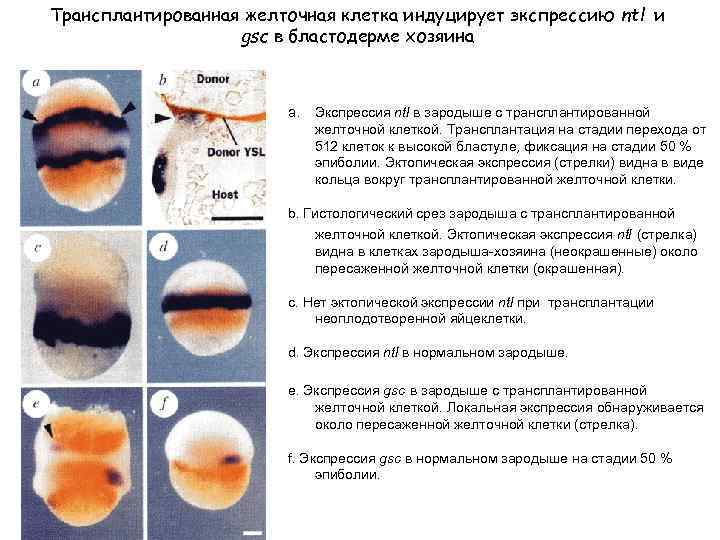 Карта презумптивных зачатков птиц