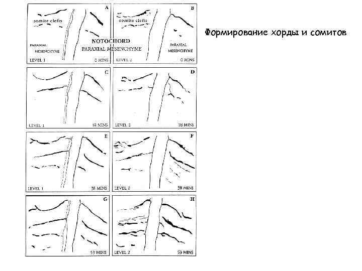 Формирование хорды и сомитов 