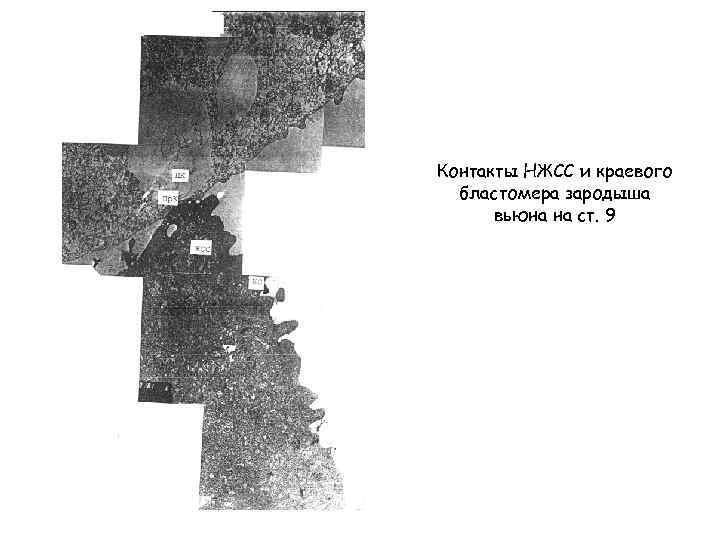 Контакты НЖСС и краевого бластомера зародыша вьюна на ст. 9 