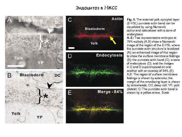 Эндоцитоз в НЖСС Fig. 5. The external yolk syncytial layer (E-YSL) punctate actin band