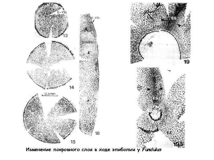 Изменение покровного слоя в ходе эпиболии у Fundulus 