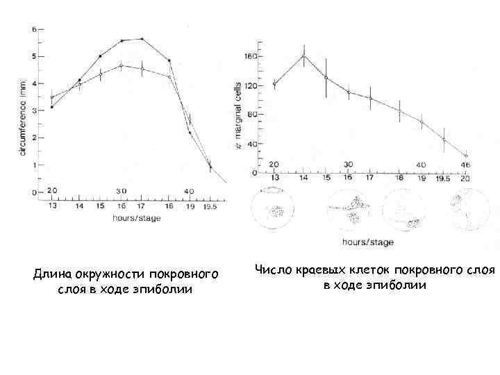 Длина окружности покровного слоя в ходе эпиболии Число краевых клеток покровного слоя в ходе