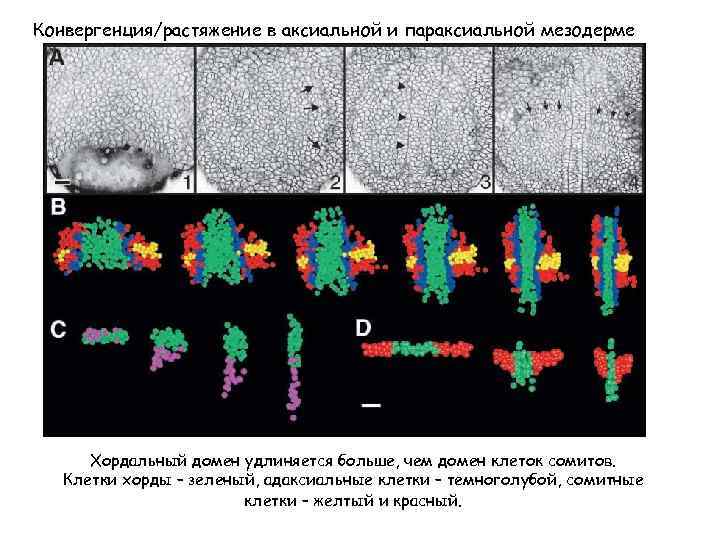 Конвергенция/растяжение в аксиальной и параксиальной мезодерме Хордальный домен удлиняется больше, чем домен клеток сомитов.