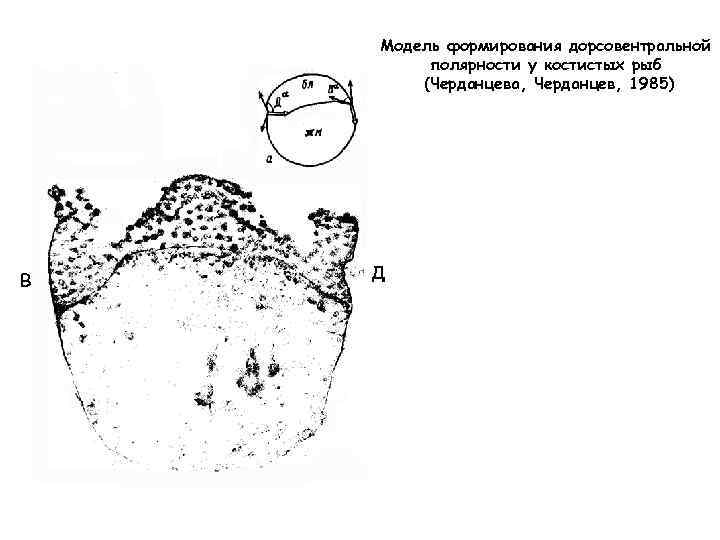 Модель формирования дорсовентральной полярности у костистых рыб (Черданцева, Черданцев, 1985) В Д 