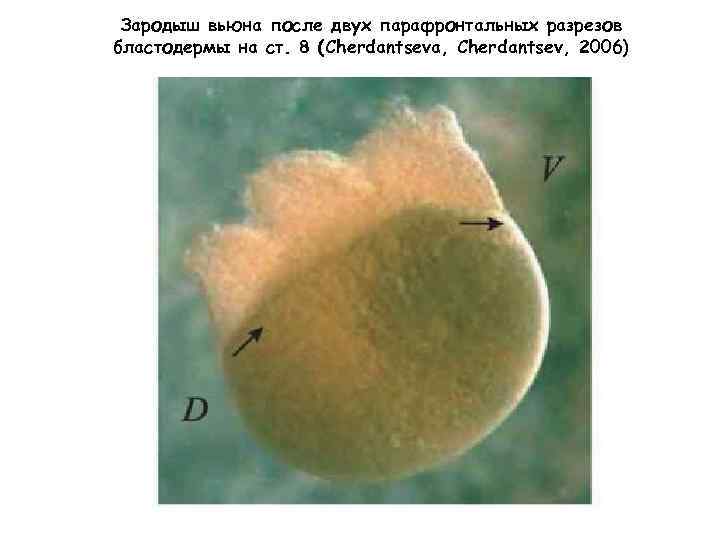 Зародыш вьюна после двух парафронтальных разрезов бластодермы на ст. 8 (Cherdantseva, Cherdantsev, 2006) 