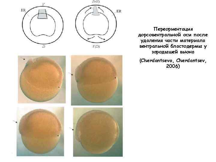 Переориентация дорсовентральной оси после удаления части материала вентральной бластодермы у зародышей вьюна (Cherdantseva, Cherdantsev,