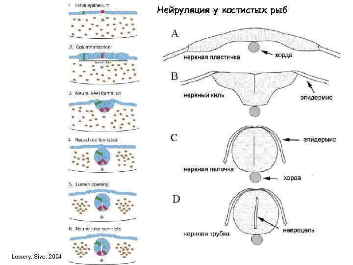 Нейруляция у костистых рыб Lowery, Sive, 2004 