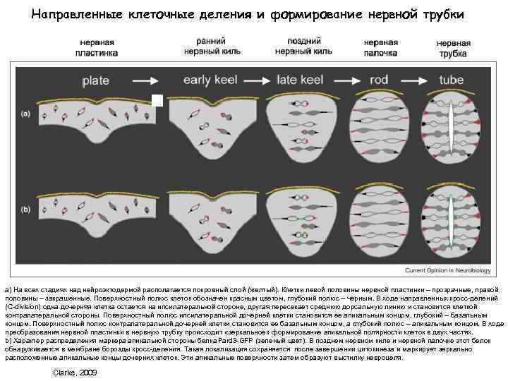 Направленные клеточные деления и формирование нервной трубки a) На всех стадиях над нейроэктодермой располагается