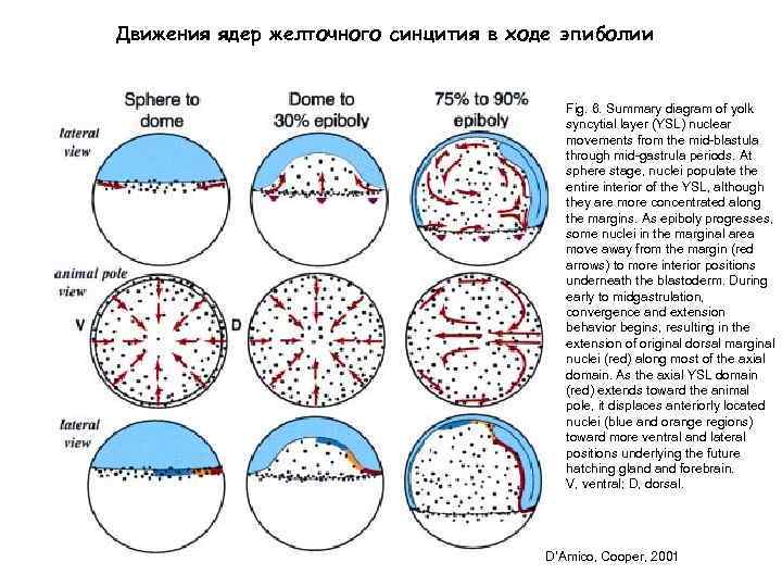 Движения ядер желточного синцития в ходе эпиболии Fig. 6. Summary diagram of yolk syncytial