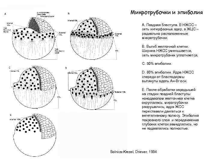 Микротрубочки и эпиболия А. Поздняя бластула. В НЖСС – сеть интерфазных ядер, в ЖЦС