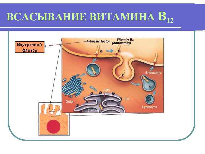 ВСАСЫВАНИЕ ВИТАМИНА В 12 Внутренний фактор 