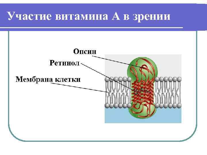 Участие витамина А в зрении 