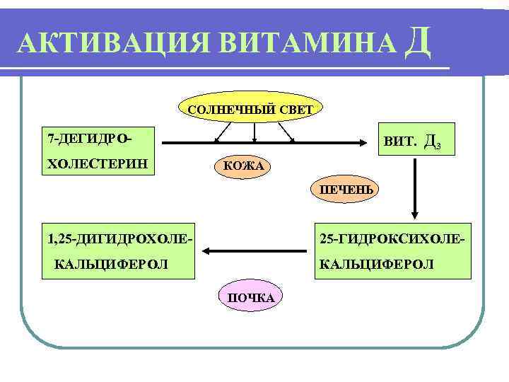 АКТИВАЦИЯ ВИТАМИНА Д СОЛНЕЧНЫЙ СВЕТ 7 -ДЕГИДРОХОЛЕСТЕРИН ВИТ. Д 3 КОЖА ПЕЧЕНЬ 1, 25