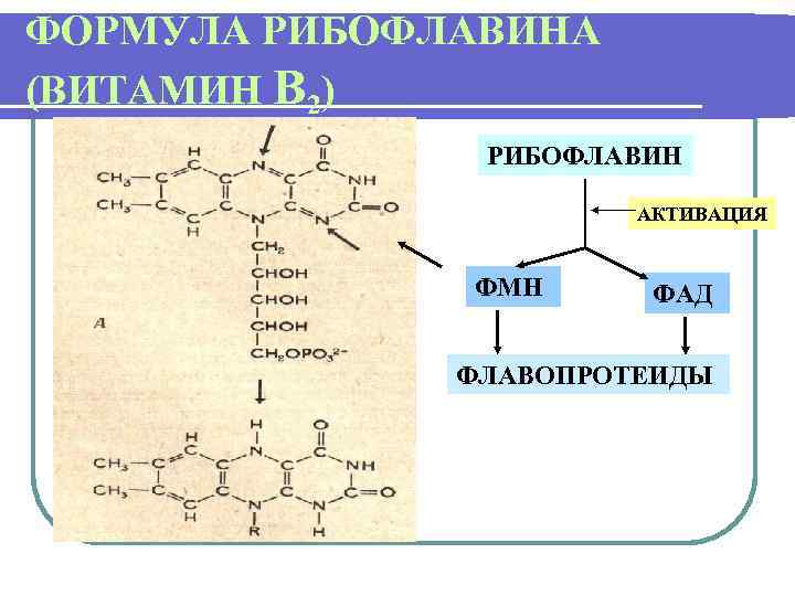 ФОРМУЛА РИБОФЛАВИНА (ВИТАМИН В 2) РИБОФЛАВИН АКТИВАЦИЯ ФМН ФАД ФЛАВОПРОТЕИДЫ 