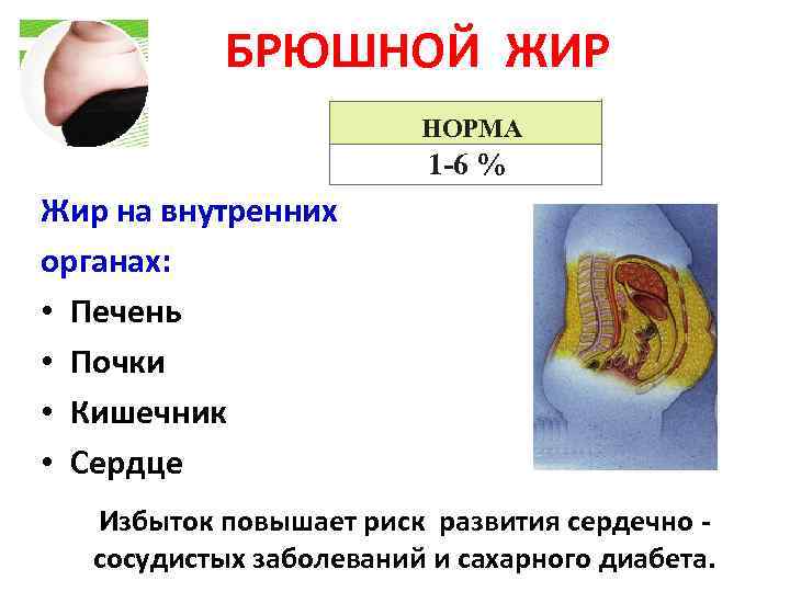 БРЮШНОЙ ЖИР НОРМА 1 -6 % Жир на внутренних органах: • Печень • Почки
