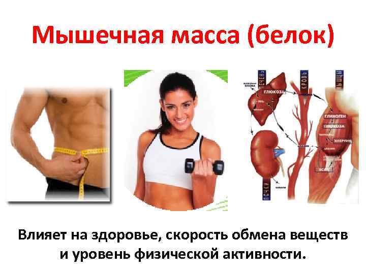 Мышечная масса (белок) Влияет на здоровье, скорость обмена веществ и уровень физической активности. 