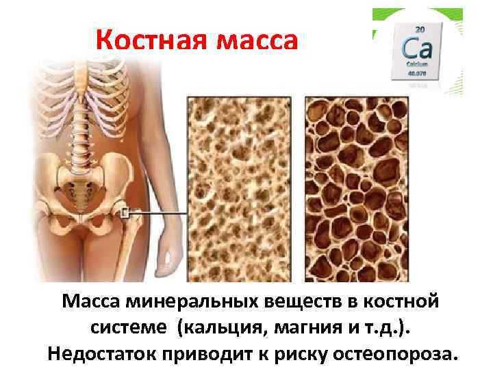 Костная масса Масса минеральных веществ в костной системе (кальция, магния и т. д. ).