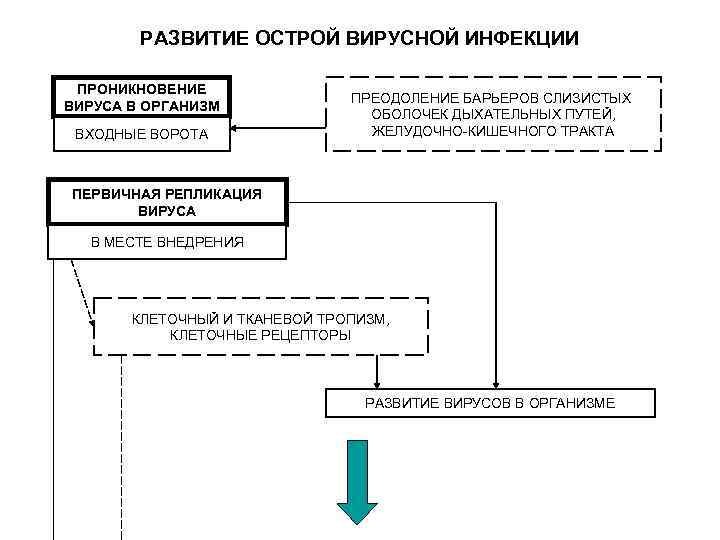 РАЗВИТИЕ ОСТРОЙ ВИРУСНОЙ ИНФЕКЦИИ ПРОНИКНОВЕНИЕ ВИРУСА В ОРГАНИЗМ ВХОДНЫЕ ВОРОТА ПРЕОДОЛЕНИЕ БАРЬЕРОВ СЛИЗИСТЫХ ОБОЛОЧЕК