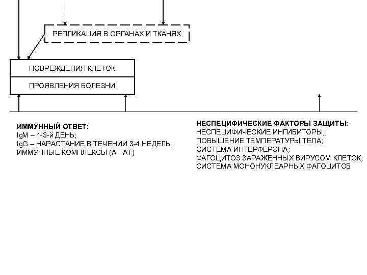 РЕПЛИКАЦИЯ В ОРГАНАХ И ТКАНЯХ ПОВРЕЖДЕНИЯ КЛЕТОК ПРОЯВЛЕНИЯ БОЛЕЗНИ ИММУННЫЙ ОТВЕТ: Ig. M –