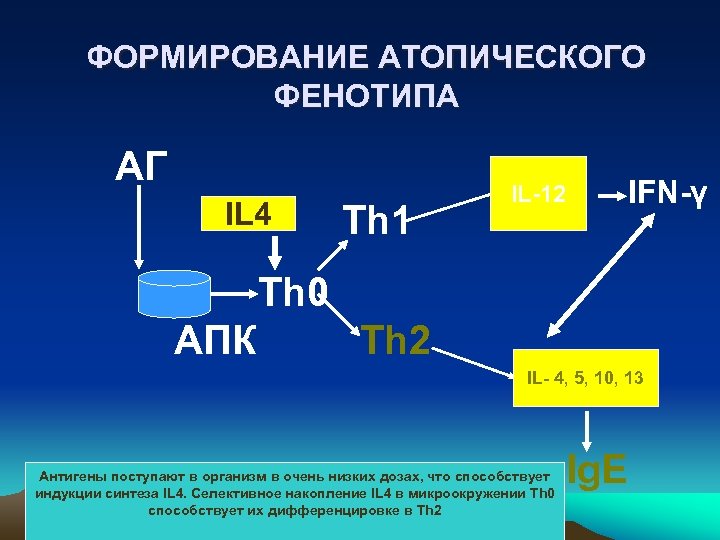 ФОРМИРОВАНИЕ АТОПИЧЕСКОГО ФЕНОТИПА АГ IL 4 Th 1 IL-12 IFN-γ Th 0 АПК Th