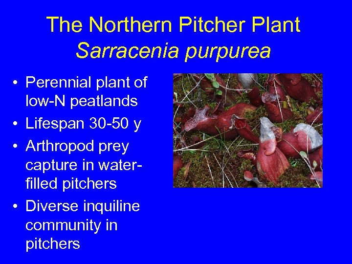 The Northern Pitcher Plant Sarracenia purpurea • Perennial plant of low-N peatlands • Lifespan