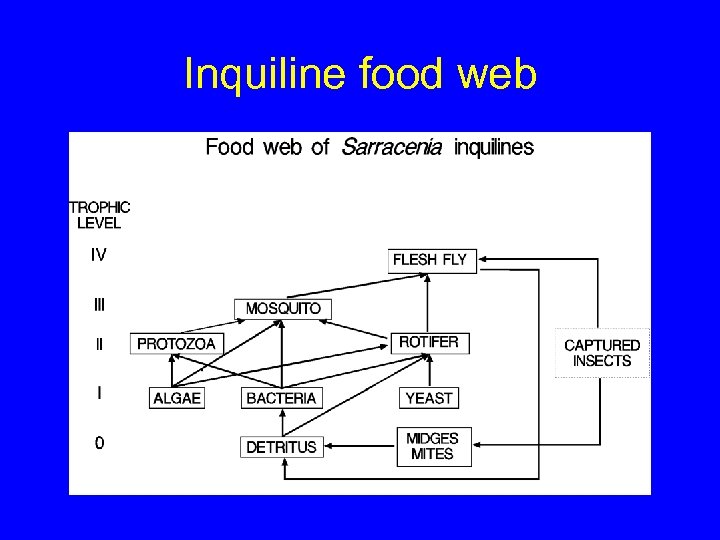 Inquiline food web 