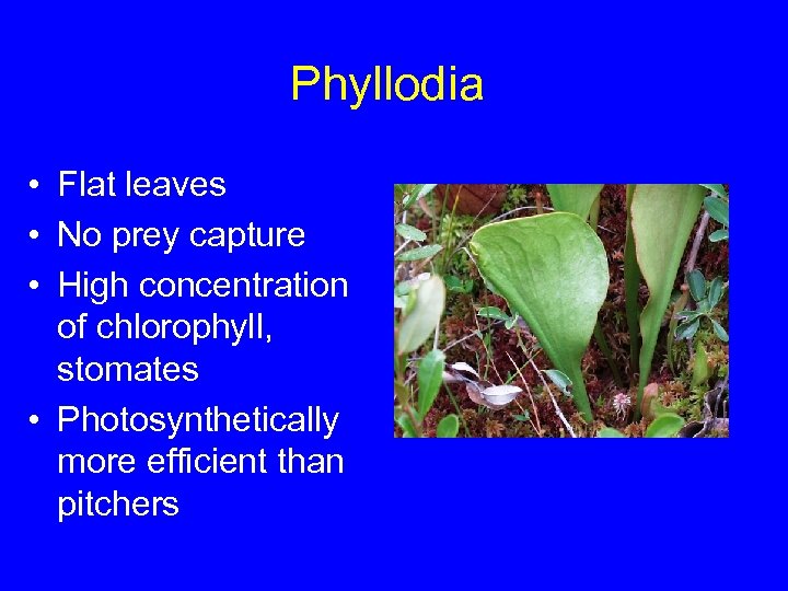 Phyllodia • Flat leaves • No prey capture • High concentration of chlorophyll, stomates