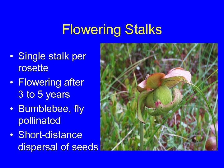 Flowering Stalks • Single stalk per rosette • Flowering after 3 to 5 years
