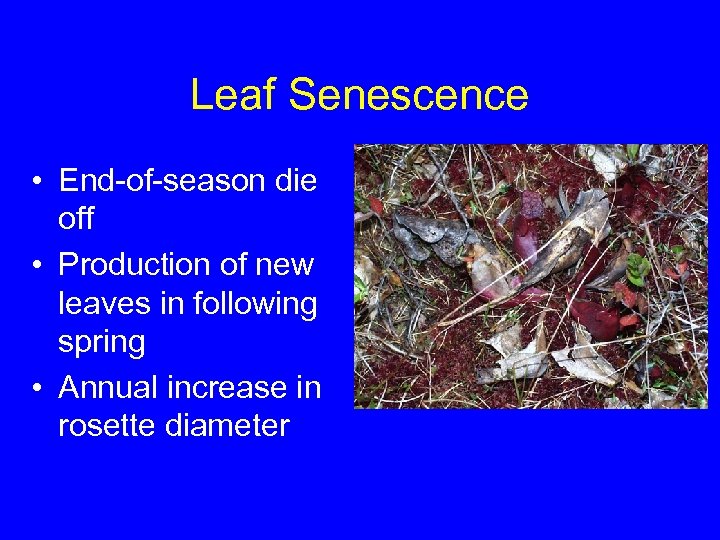 Leaf Senescence • End-of-season die off • Production of new leaves in following spring