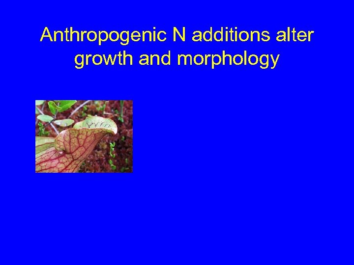 Anthropogenic N additions alter growth and morphology 