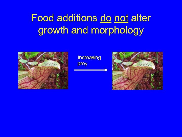 Food additions do not alter growth and morphology Increasing prey 