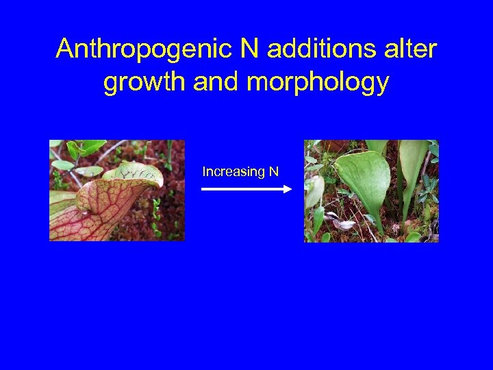 Anthropogenic N additions alter growth and morphology Increasing N 
