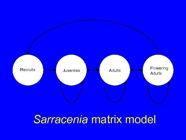 Recruits Juveniles Adults Flowering Adults Sarracenia matrix model 
