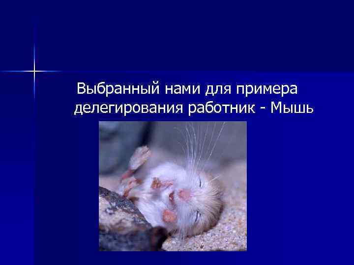 Выбранный нами для примера делегирования работник - Мышь 